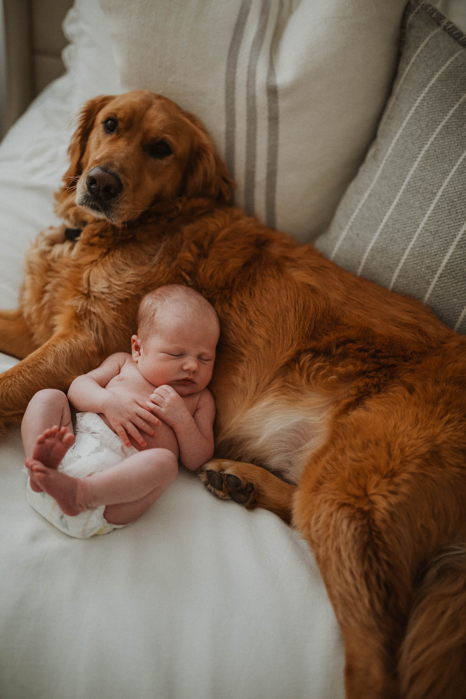 newborn baby snuggling with family dog